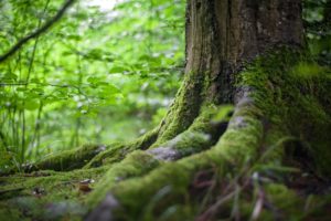 mature tree deeply rooted