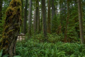 temperate rainforest deeply rooted