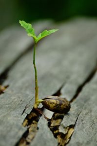 oak seedling, deeply rooted