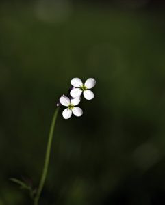 changing seasons - spring bloom